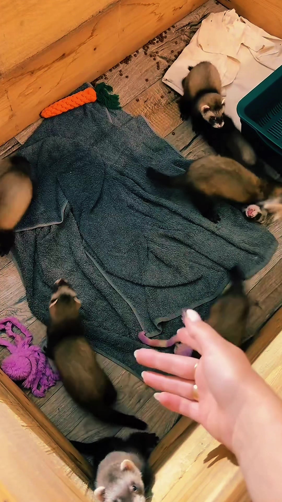 @🦦 Хорьки Київ 🇺🇦