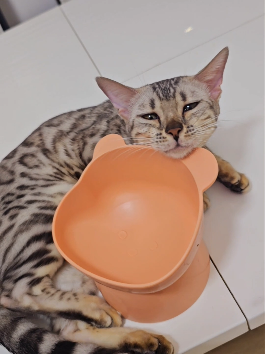 @NarondesU พ่องูคาราเมล