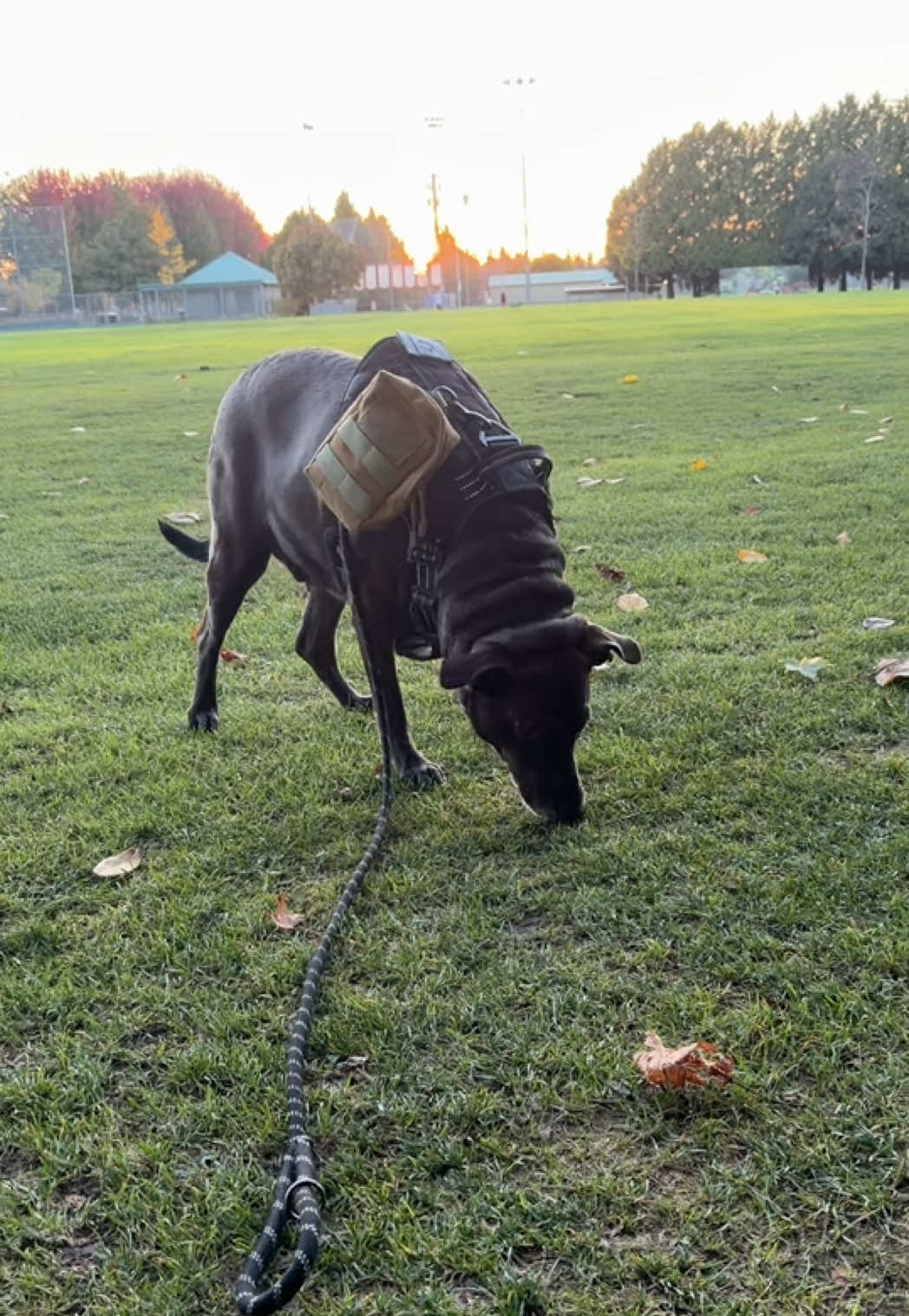 @Luna The Doberman