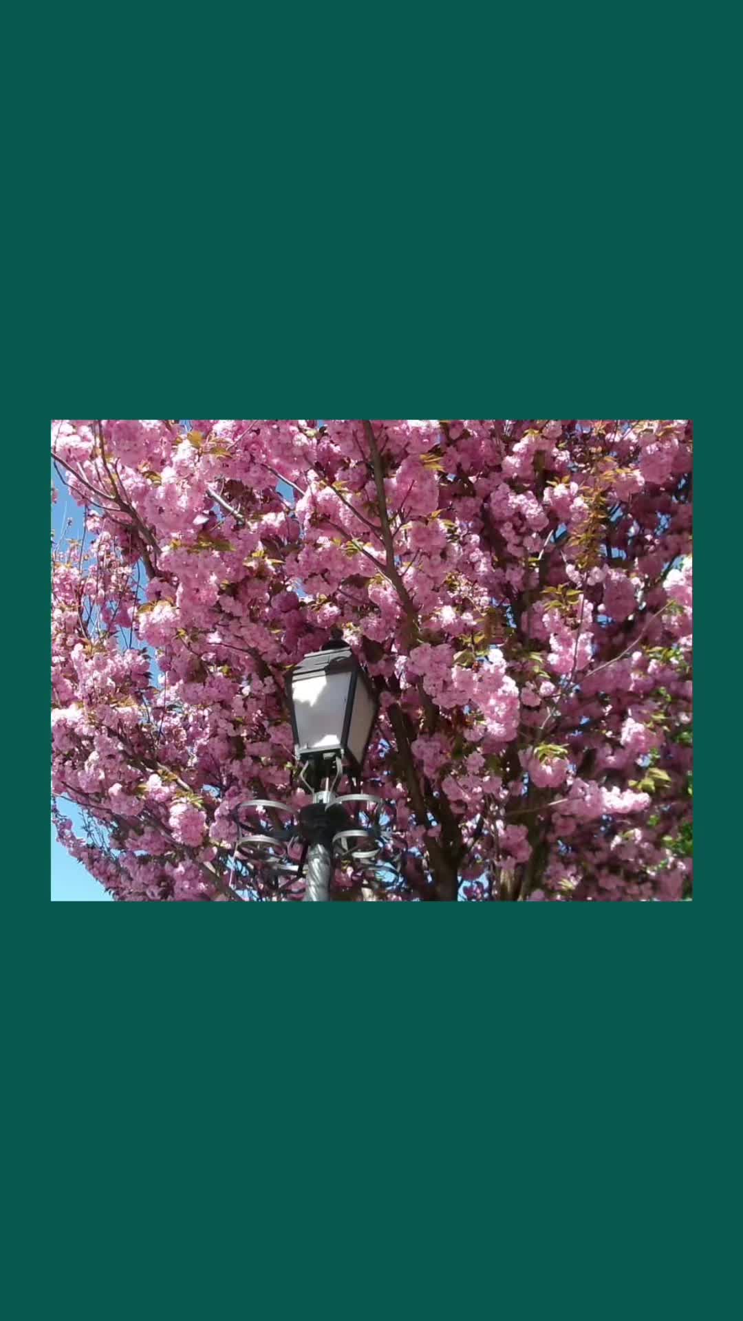 @𝗷𝗮𝘀𝗽𝗲𝗿 ♬⋆.˚
