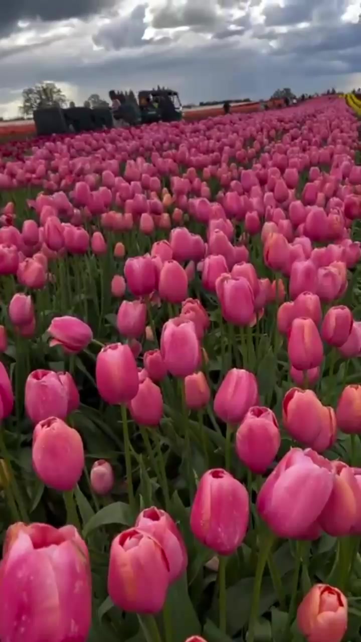 @Naaz _ Editz 🌸