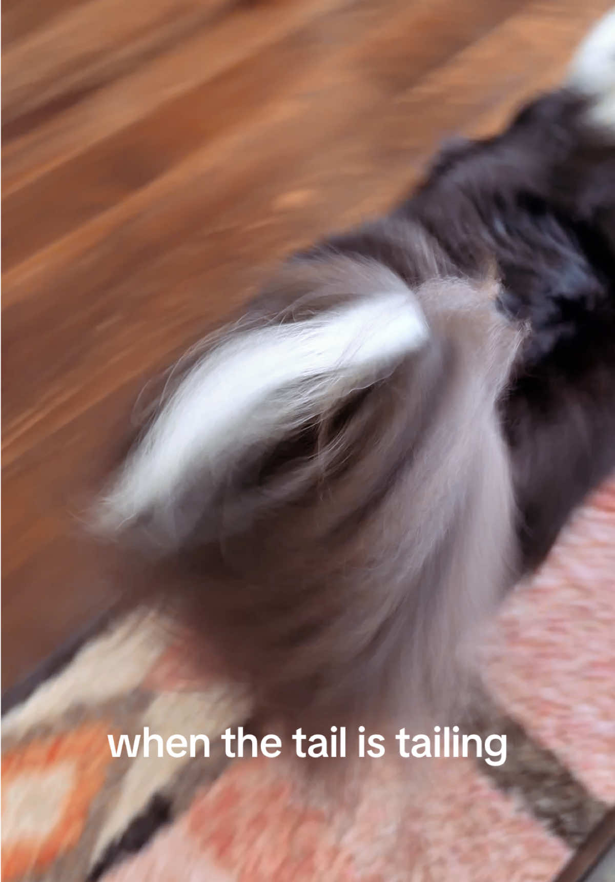 @beauthesheltie
