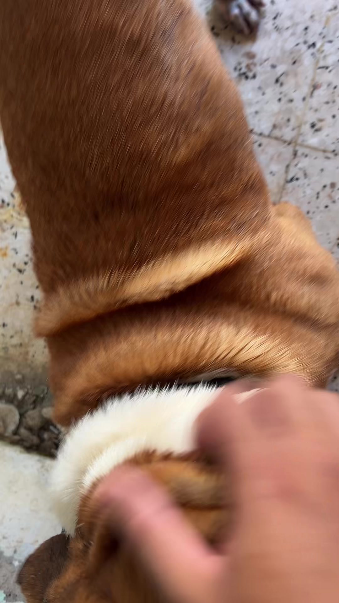 @Ab Døù Tigre