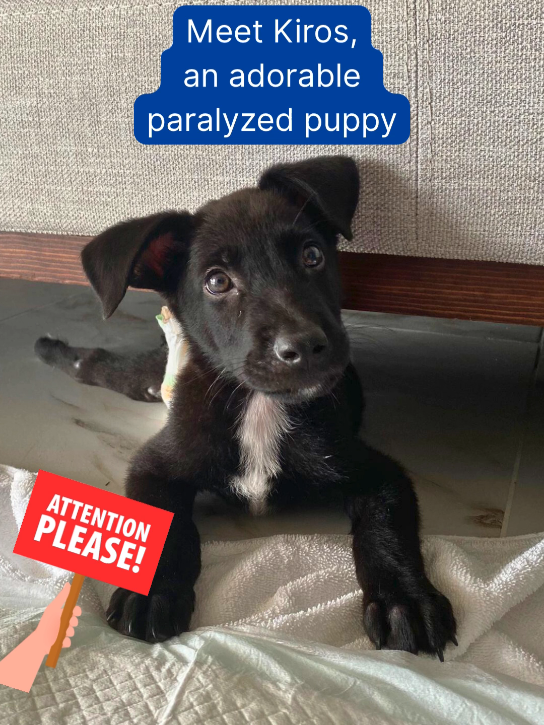 @A Dogs New Life