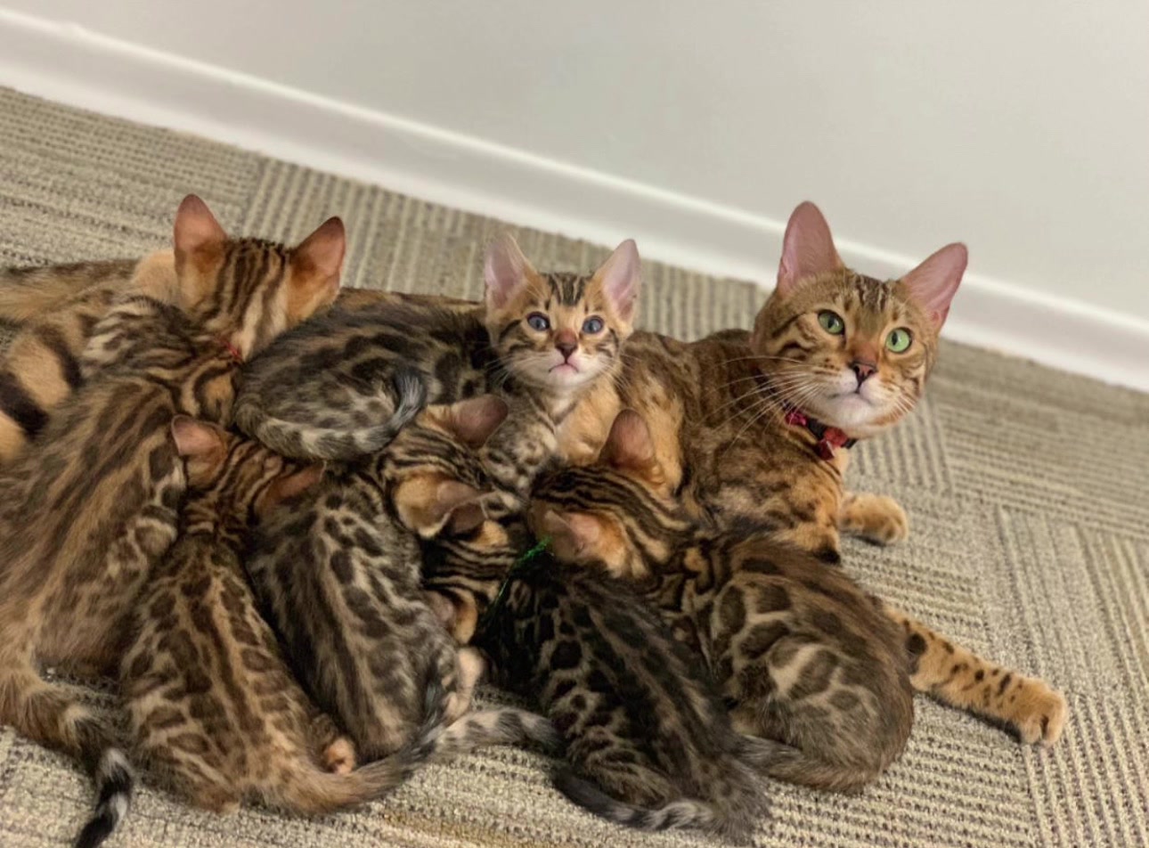 @Bengal Cats