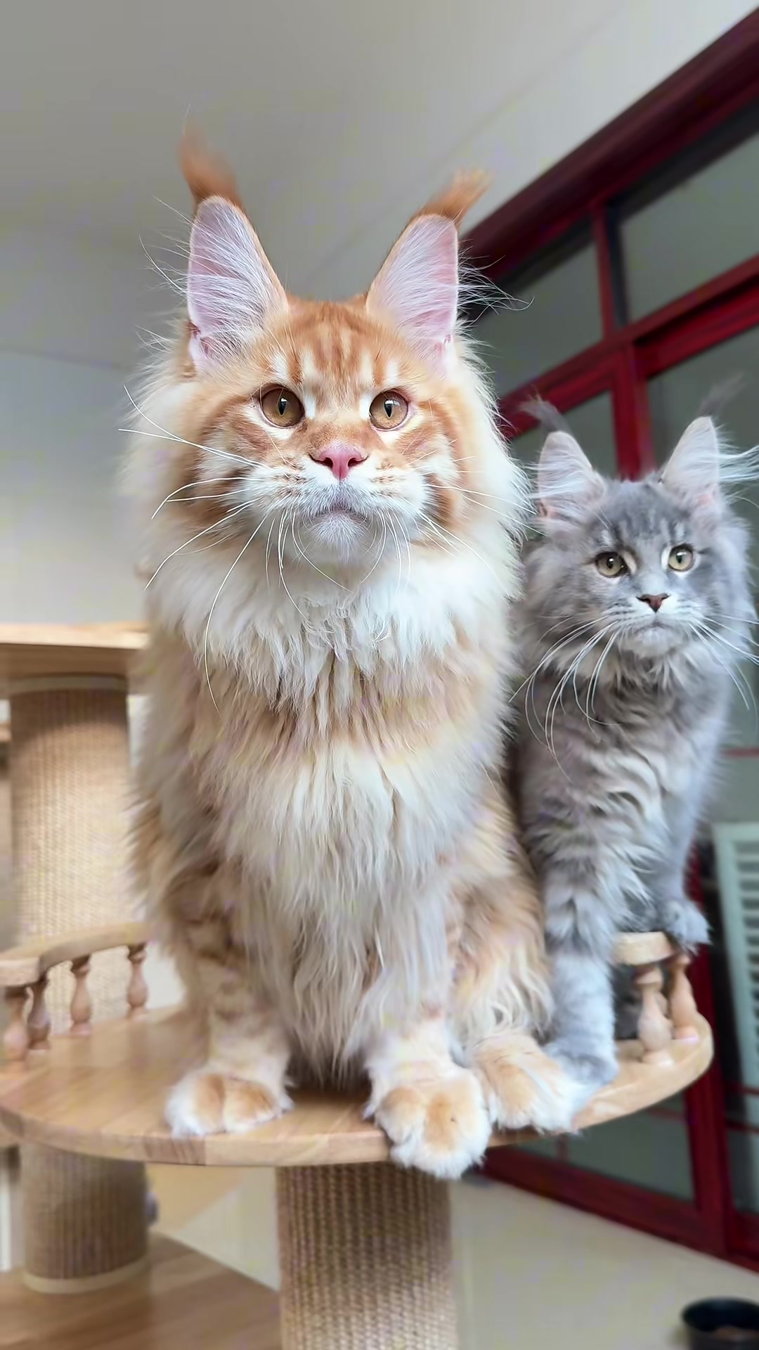 @Majestic Maine Coons 🐾
