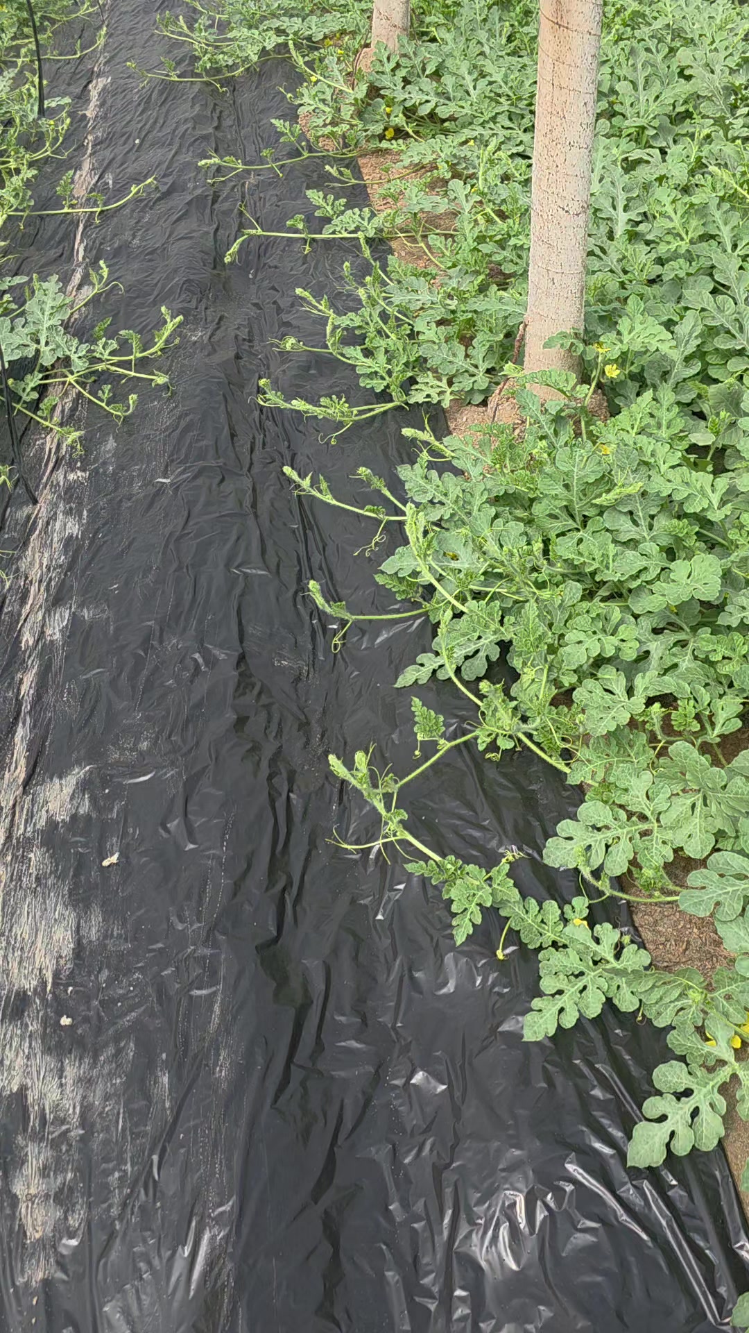 @El Extensionista del Agro