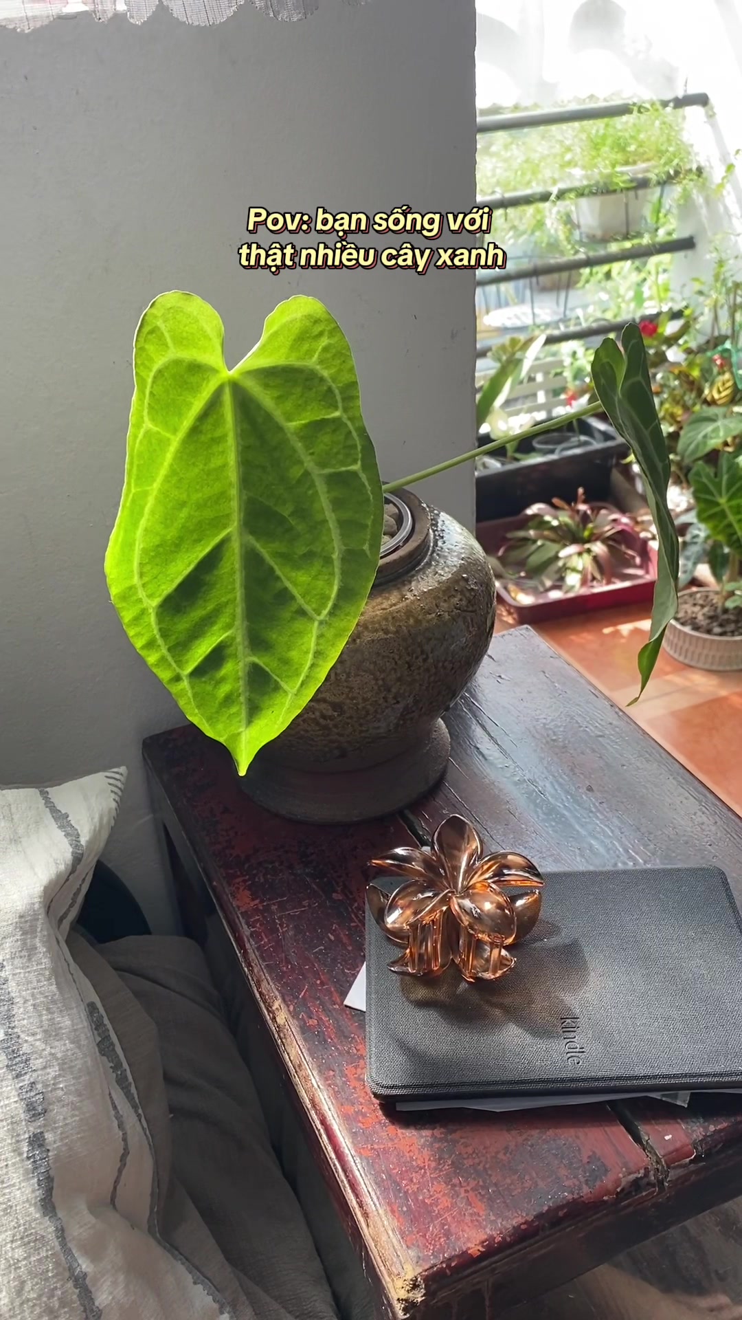 @Cây nhiều lá 🌿