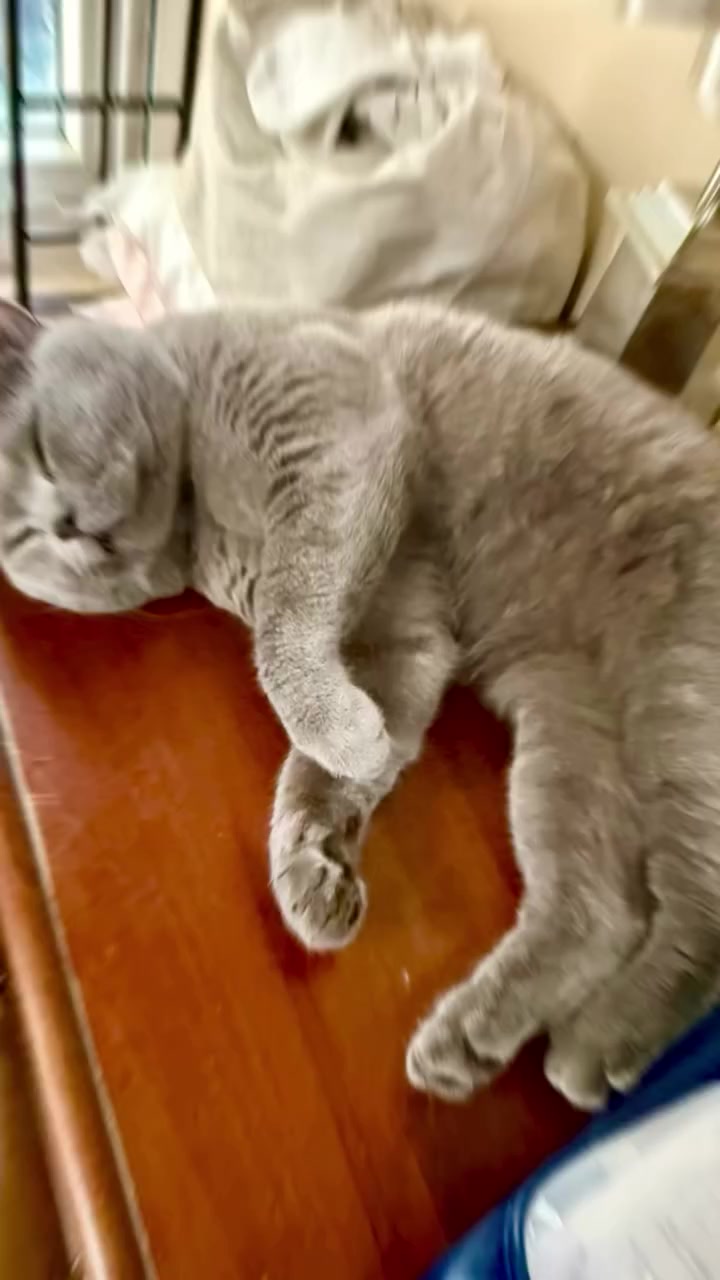 @Franzie 🐈🐈🐈😻😻😻💙💙💙