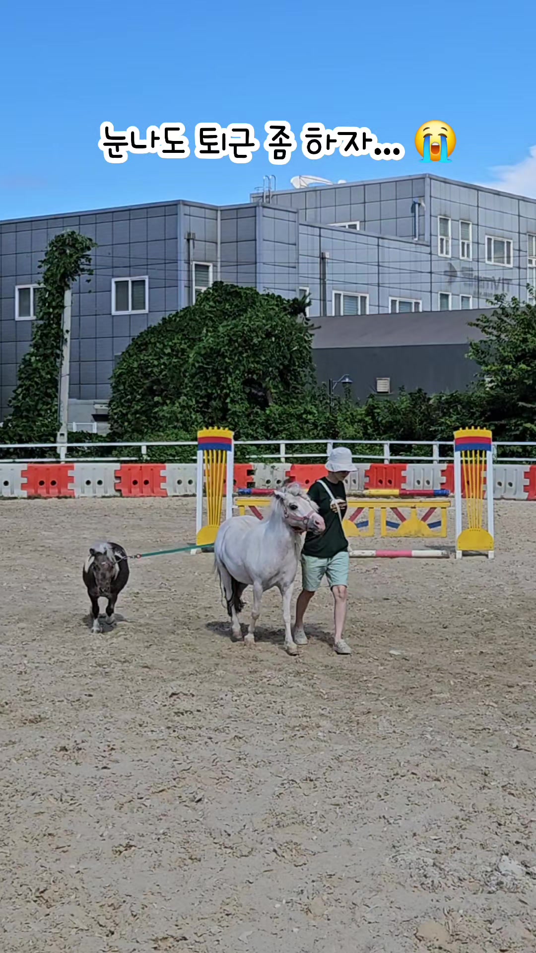 @작은말월리 | 월리플랍🦄
