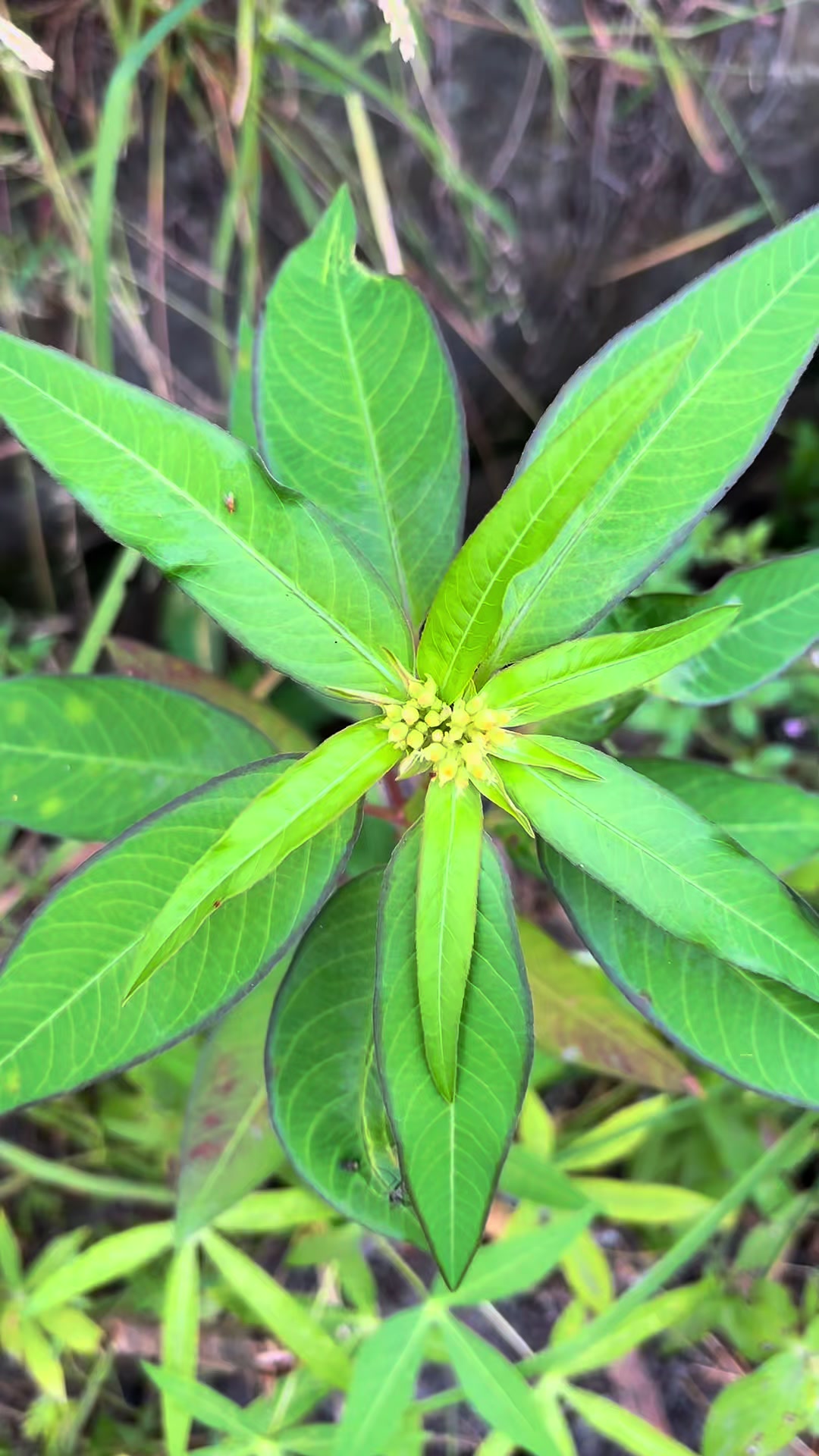 @de erstungkoro