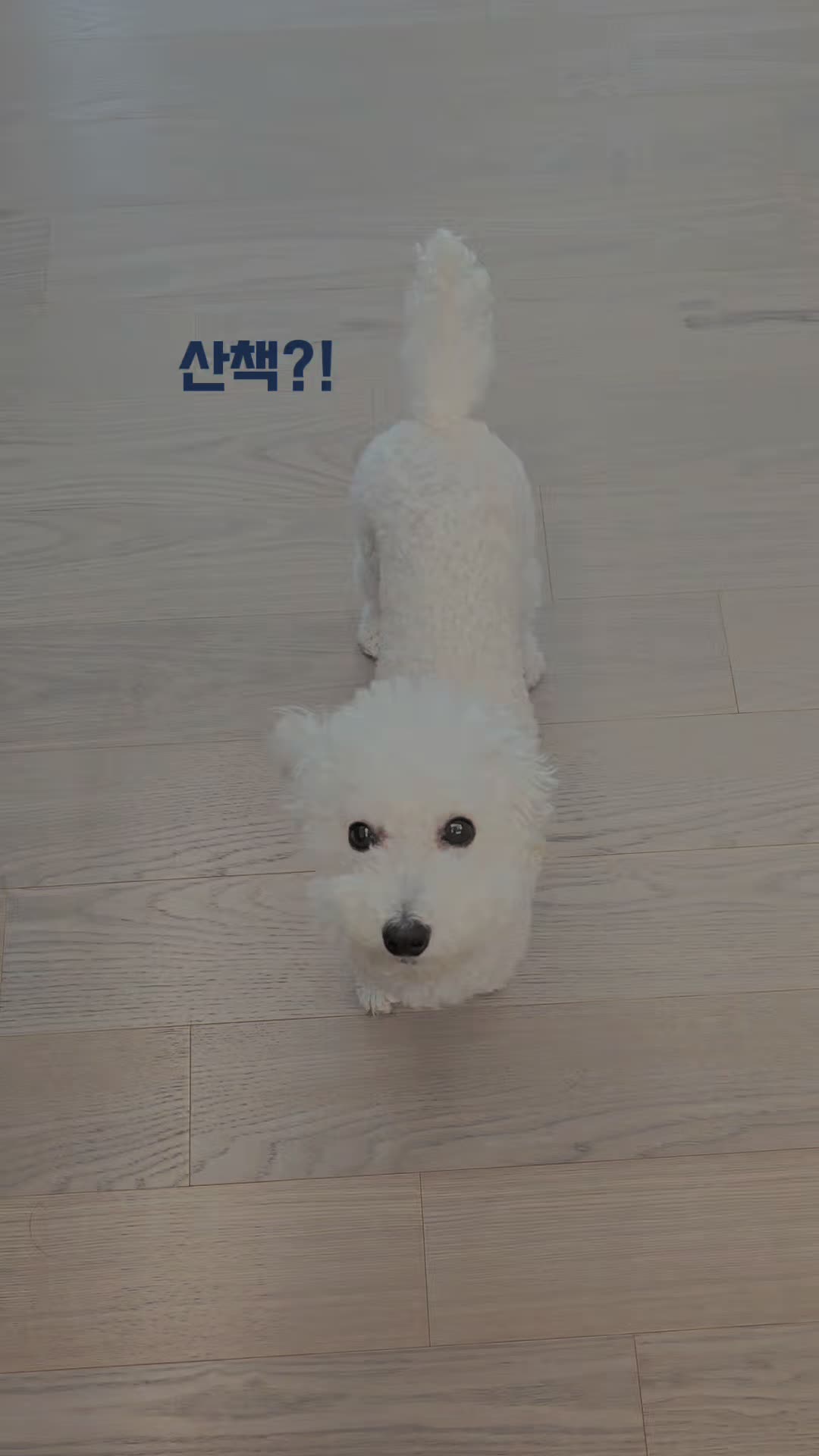 @코우