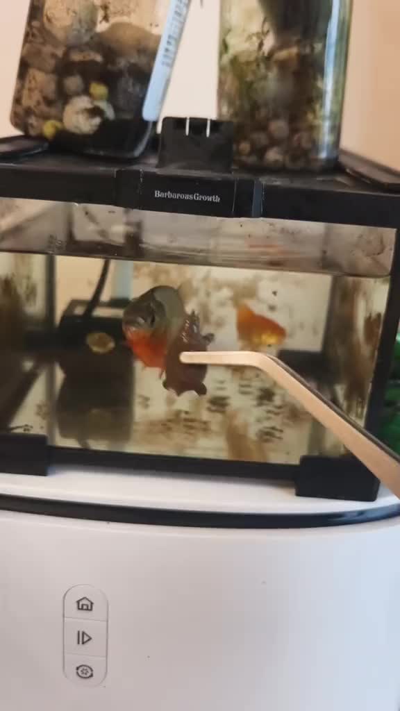 @Monsterfishkeeper