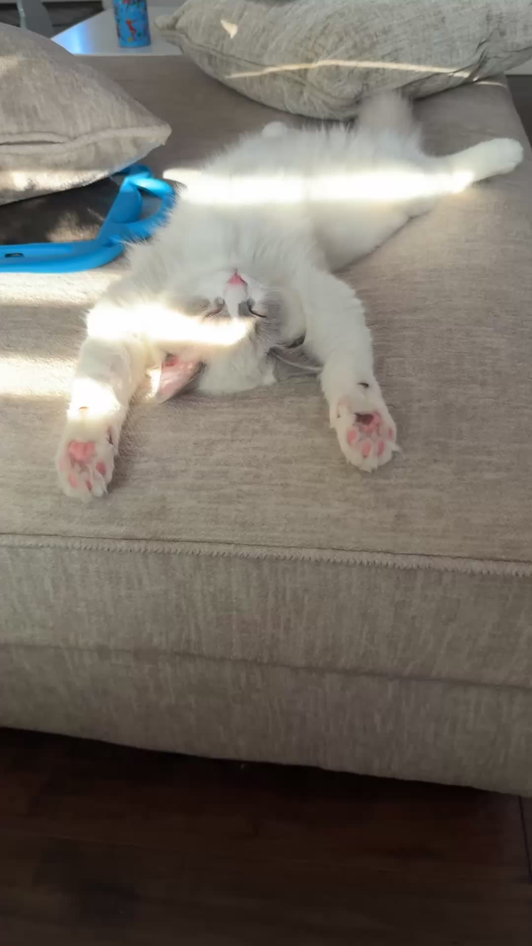 @Milo The Ragdoll Cat