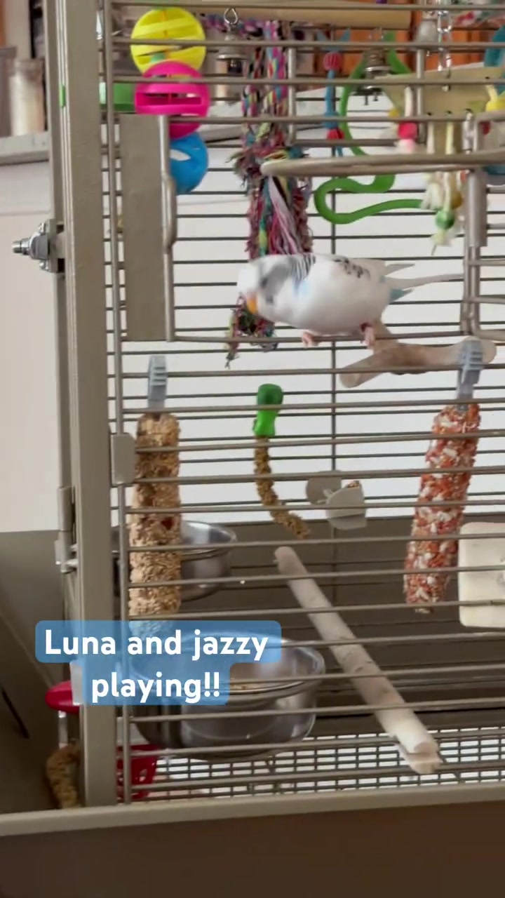 @The budgie trio