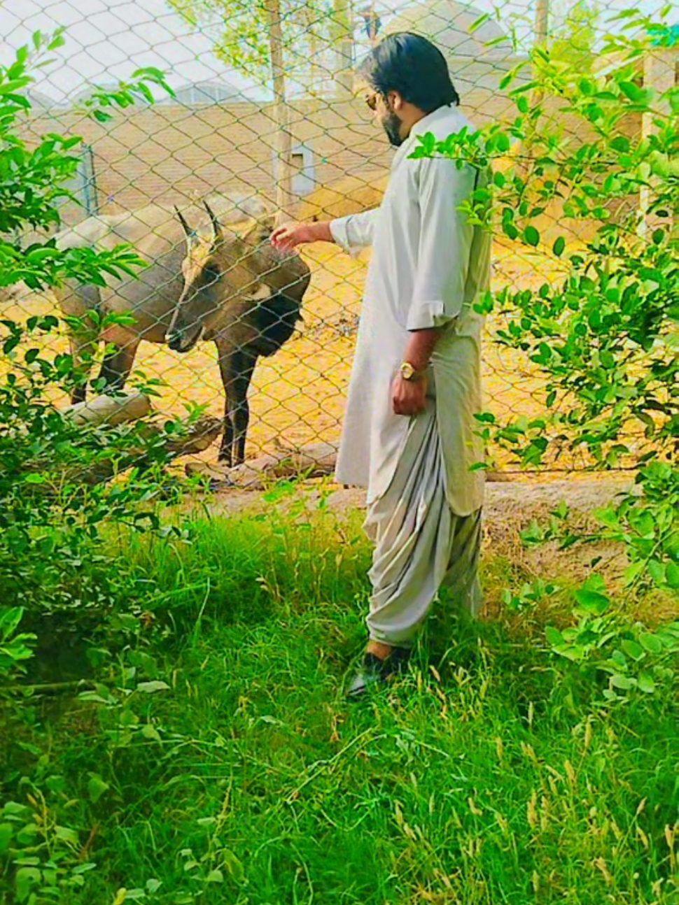 @Gull Hisbaani