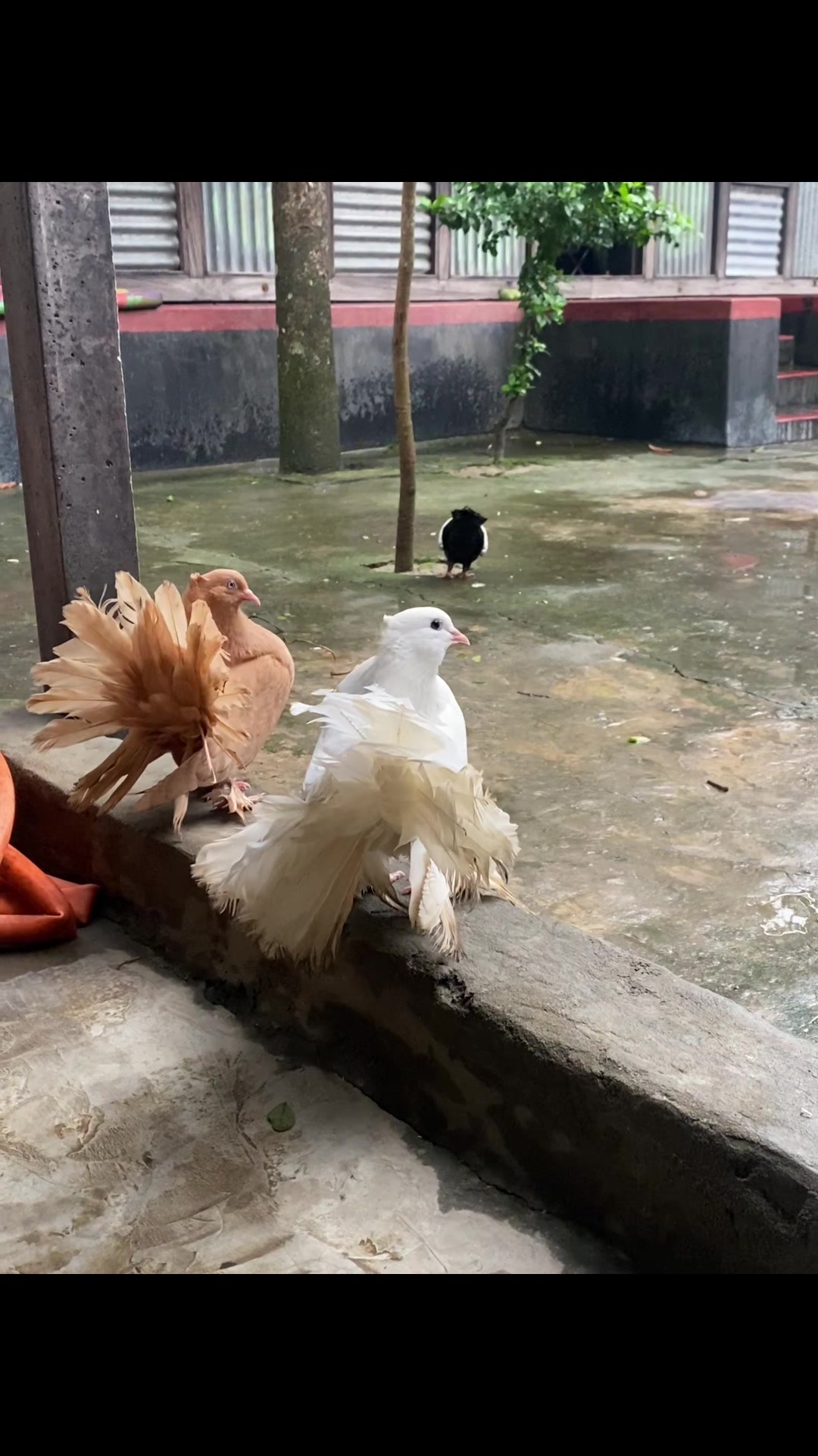@Rayhan's Pets