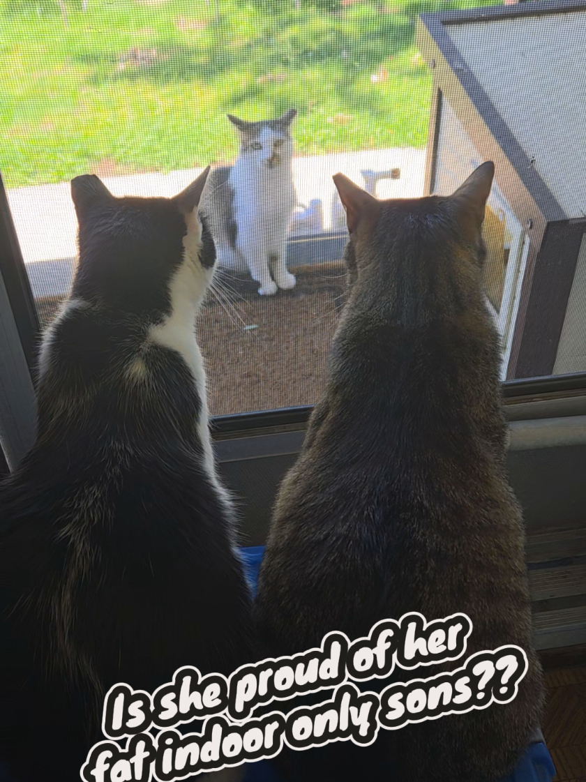 @tiny_tnr_tigers