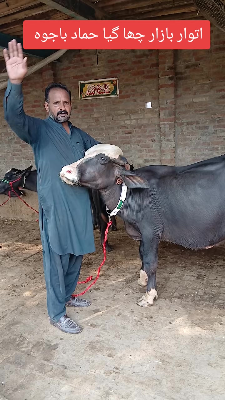 @Farming and Business Ideas