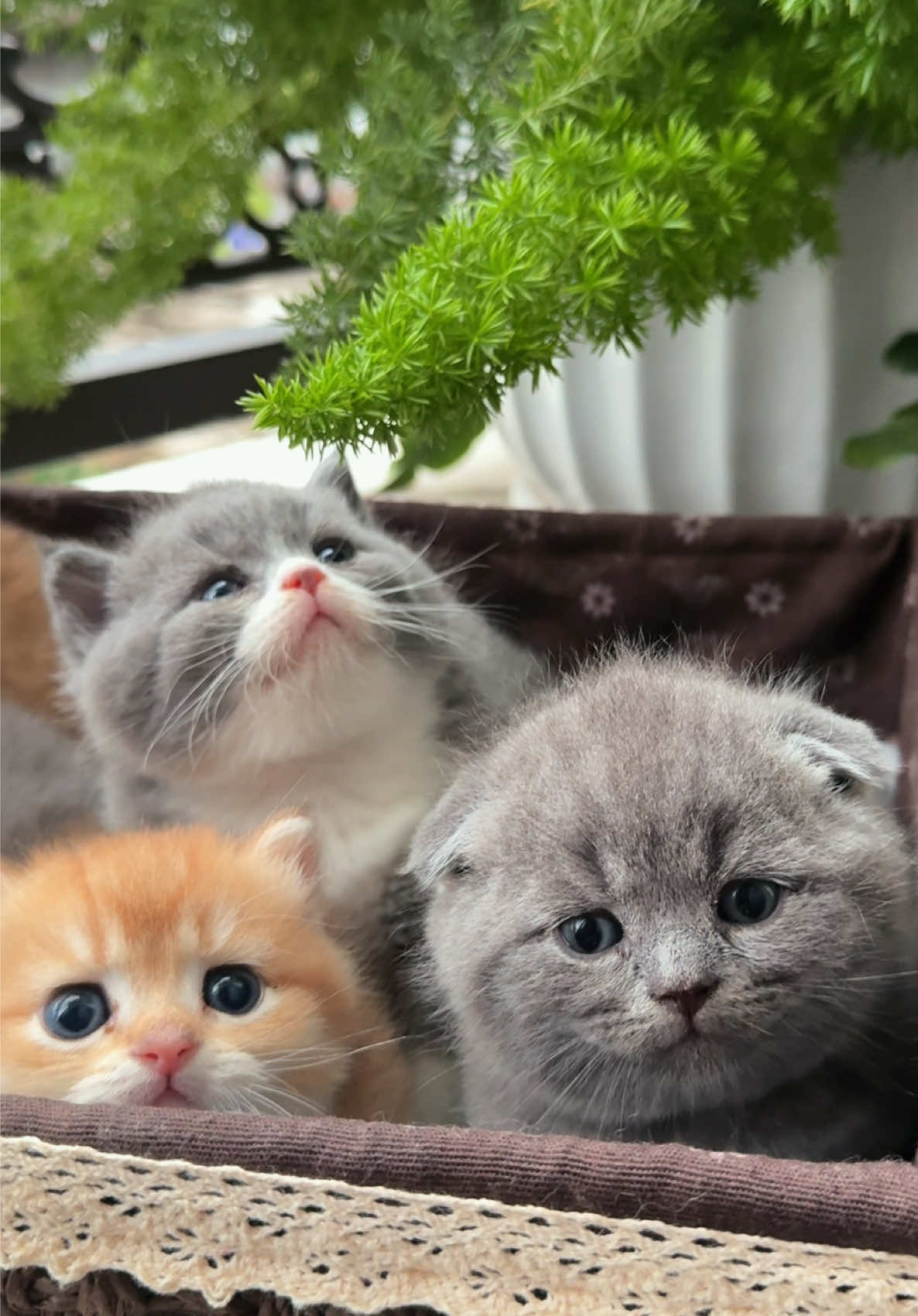 @1ch&oacute;6meow