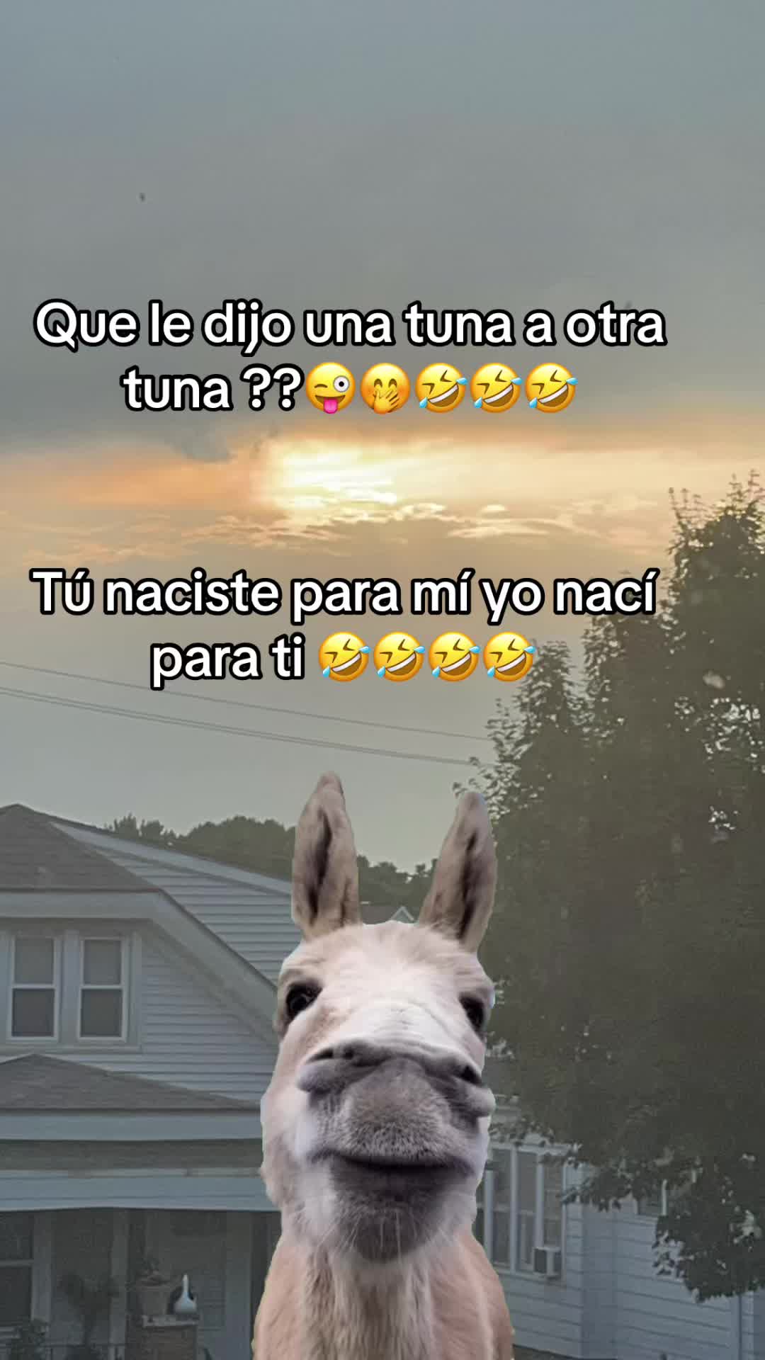 @🌻🌻Carolina G.🌻🌻
