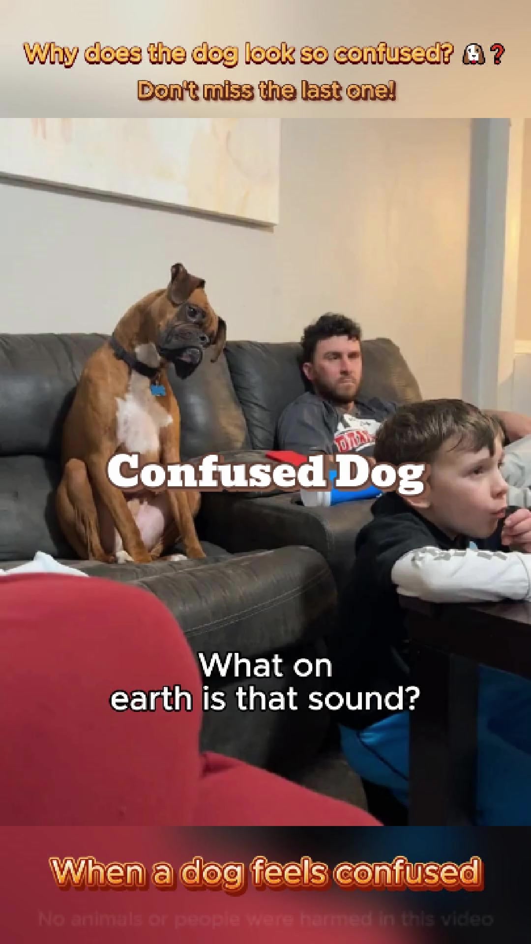 @pet.funny799