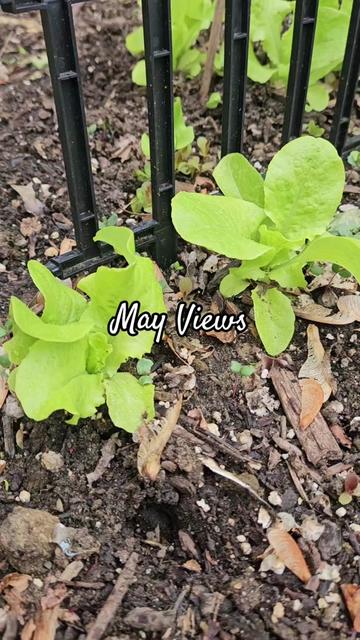 @GreenthumbHeaven1100