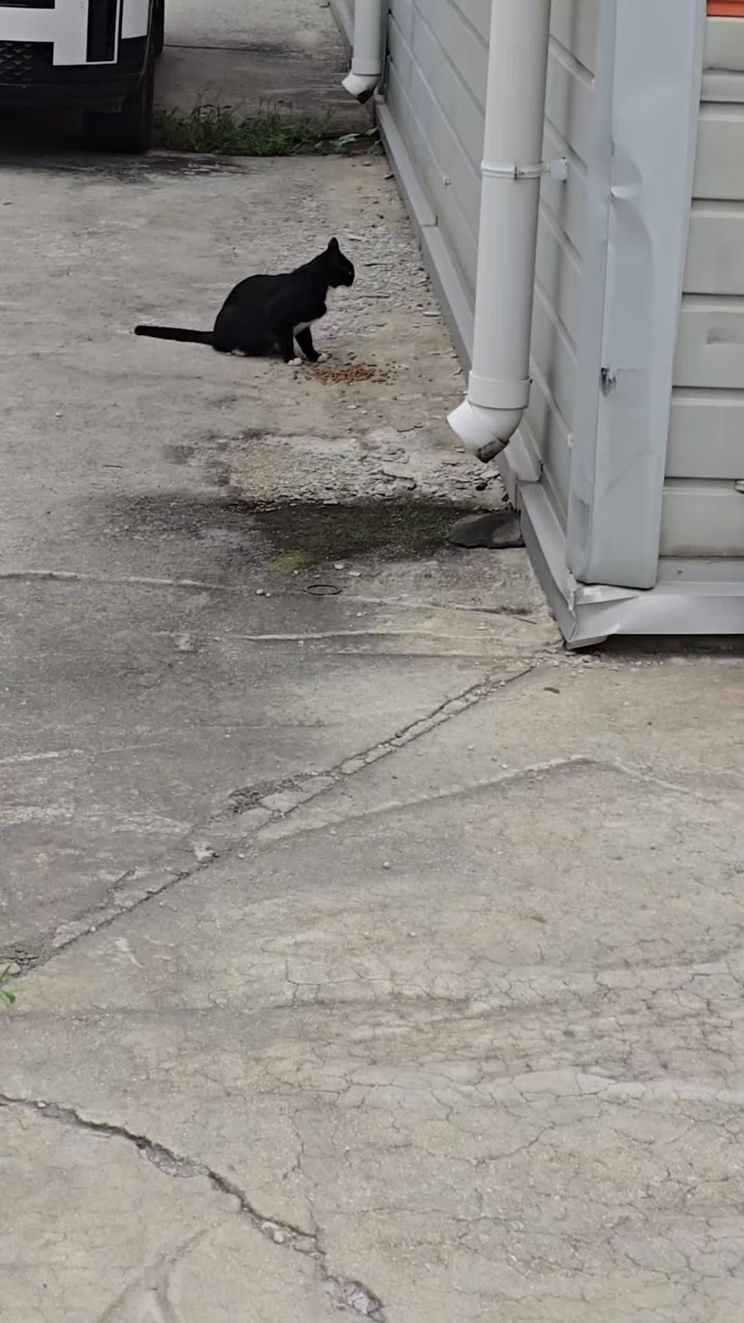 @고양이 형아
