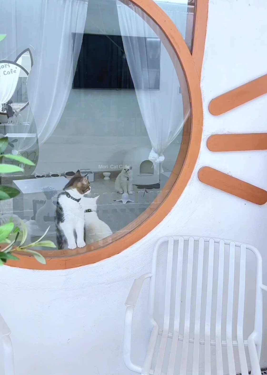 @คาเฟ่แมวโมริ Mori cat cafe'