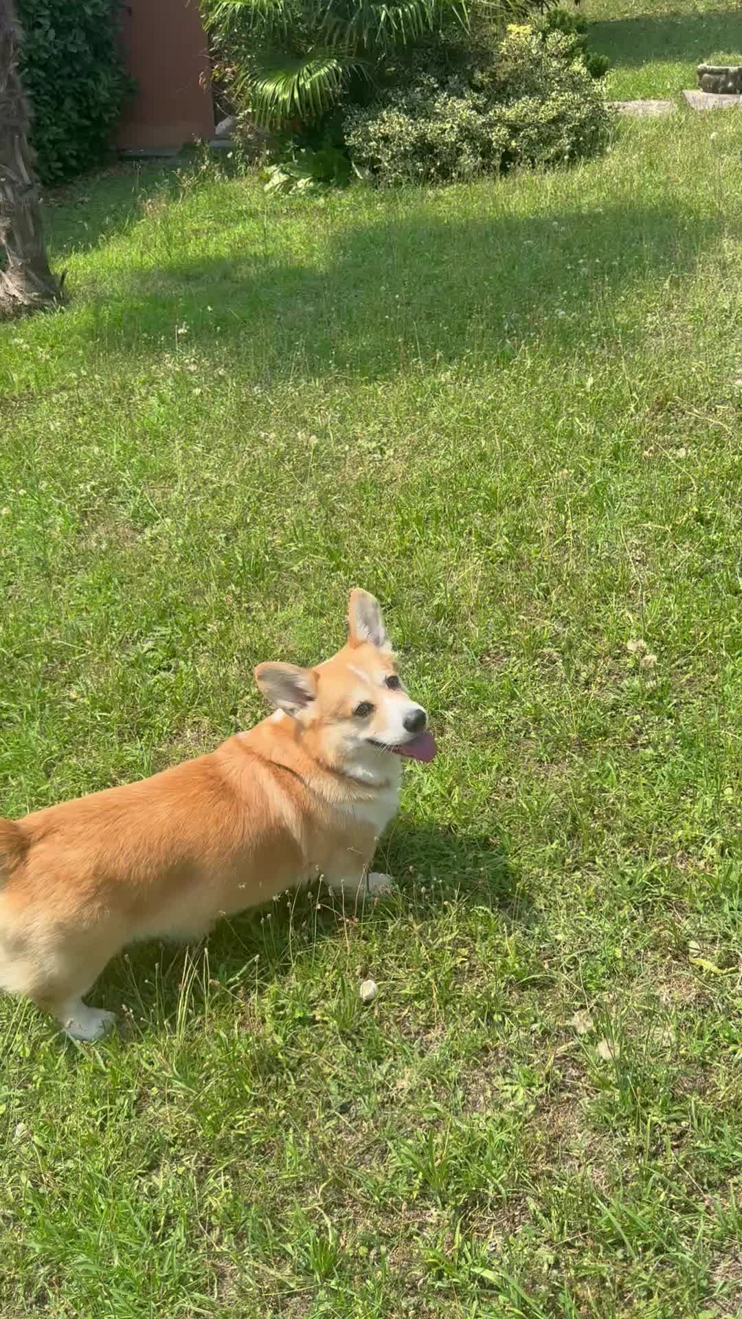 @Cheddar the Corgi