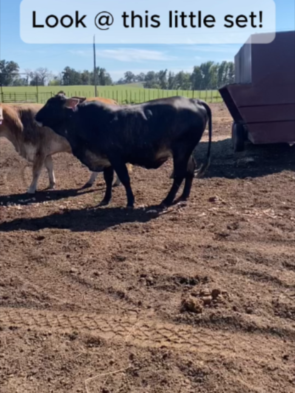 @Rutherford Land and Cattle