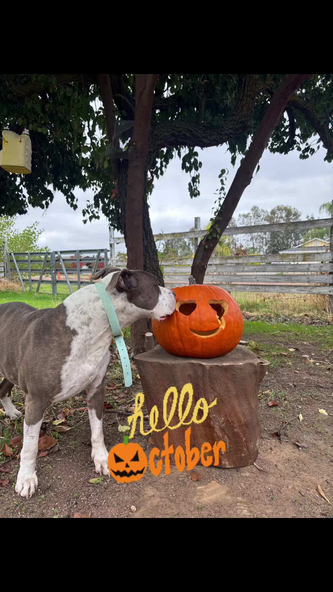 @caponethepitty