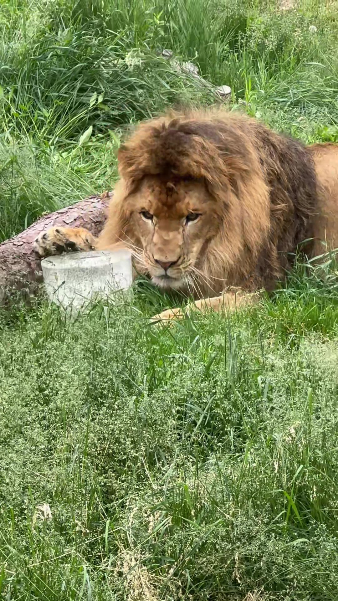 @The Wildcat Sanctuary