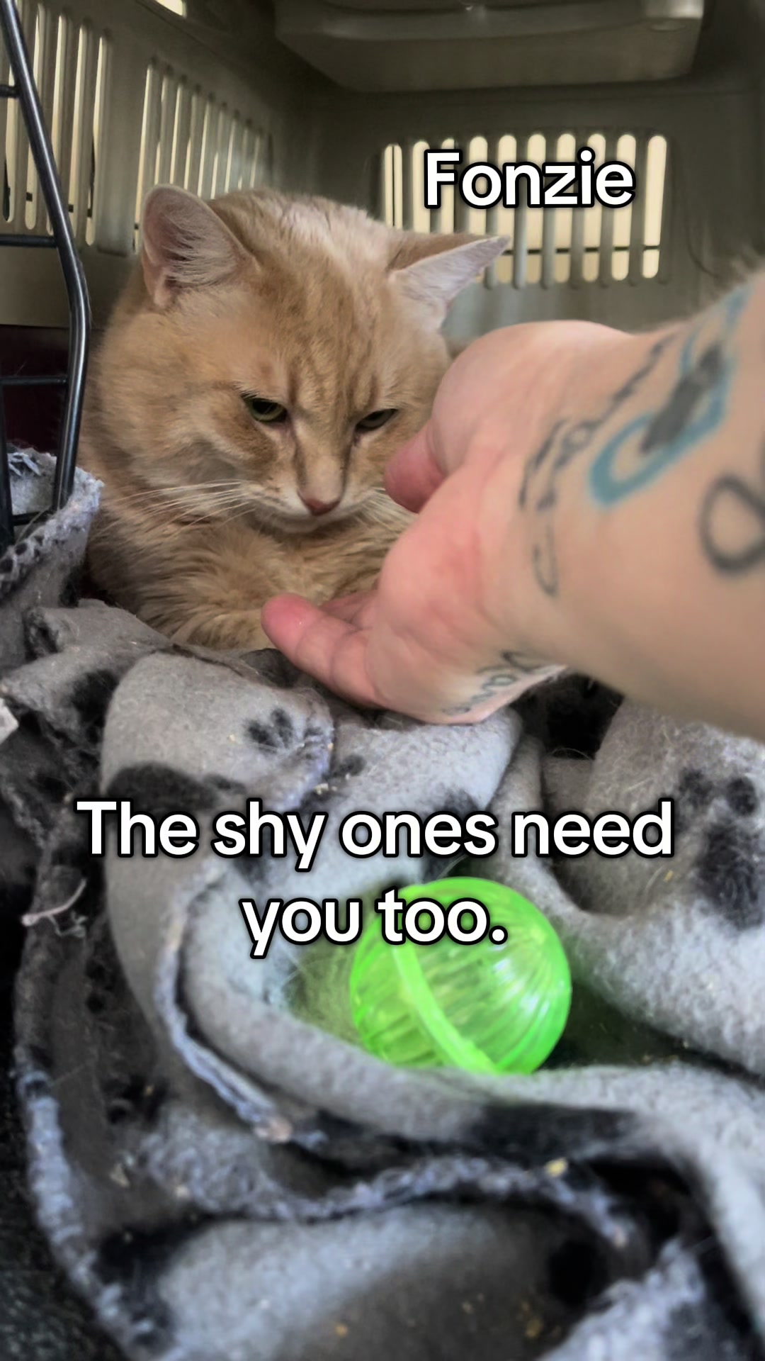 @North Toronto Cat Rescue