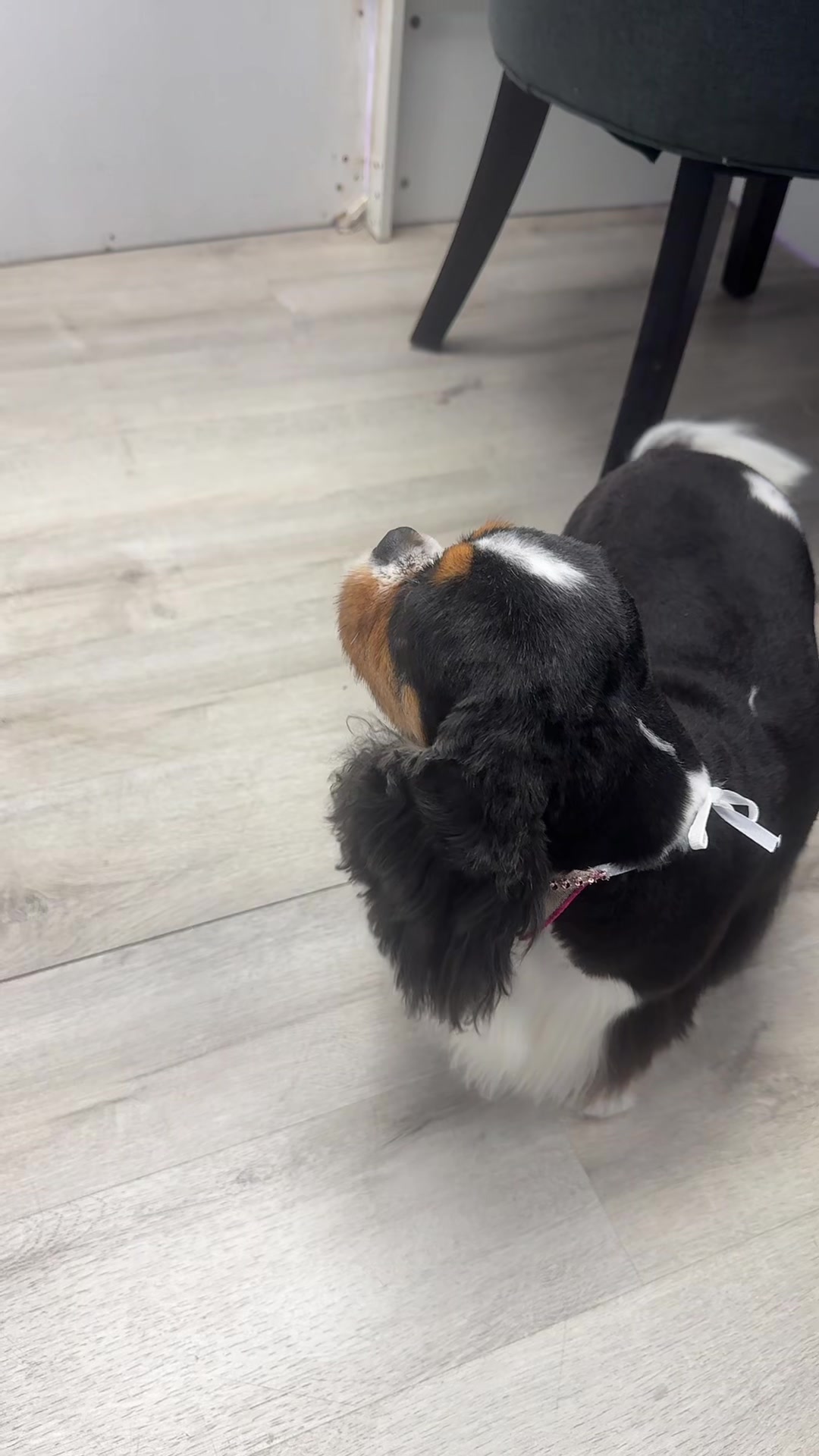 @Dog & Cat Planet