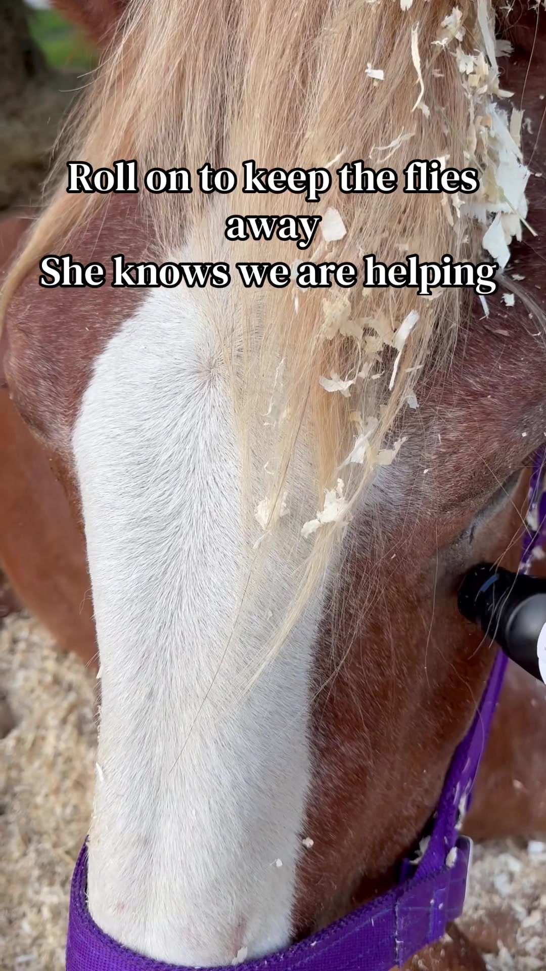 @Safe Place Pastures, Inc.