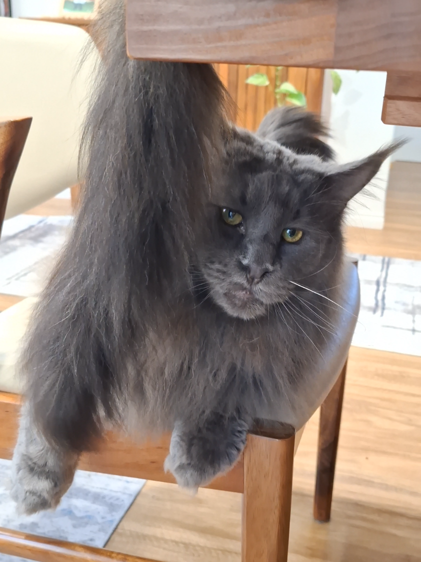 @Ragnar the Maine Coon 🐈