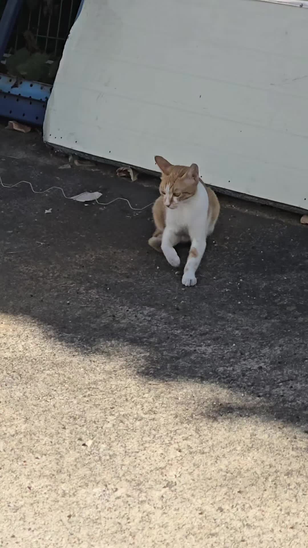@고양이 형아