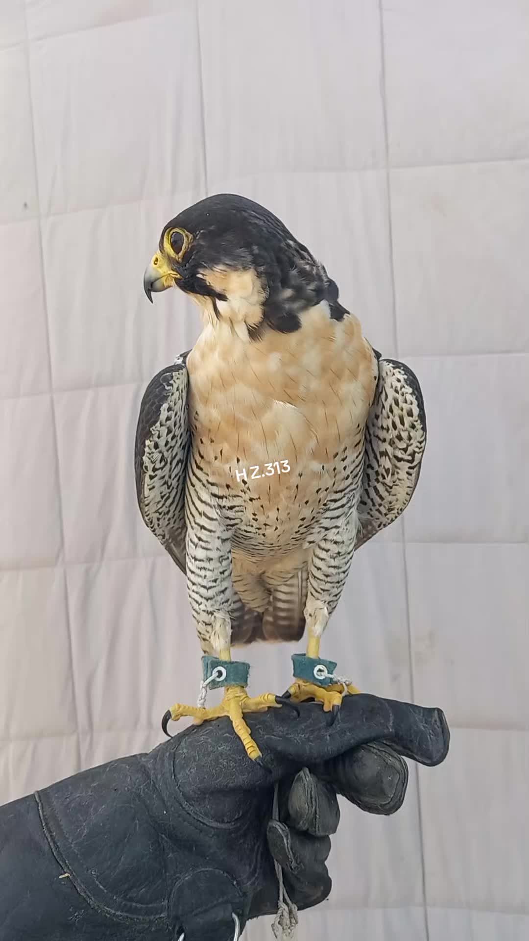 @🦅Hunter Zehri🪶