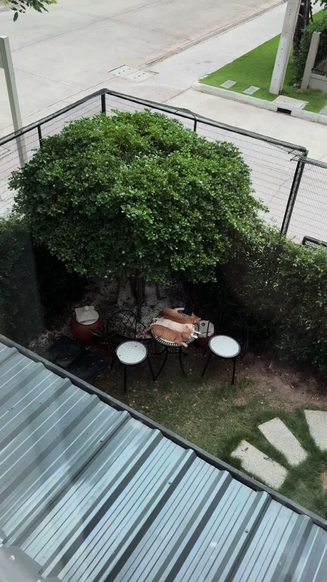 @happycatgarden.thailand