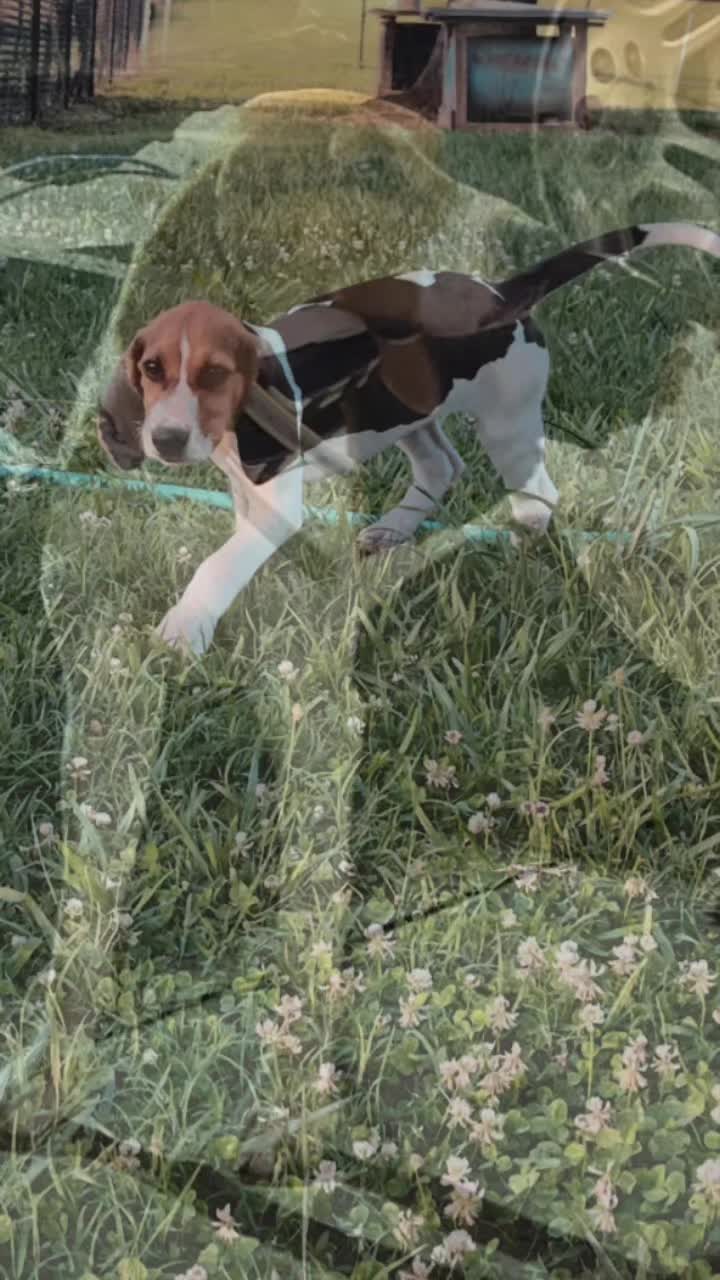 @CoondogWear