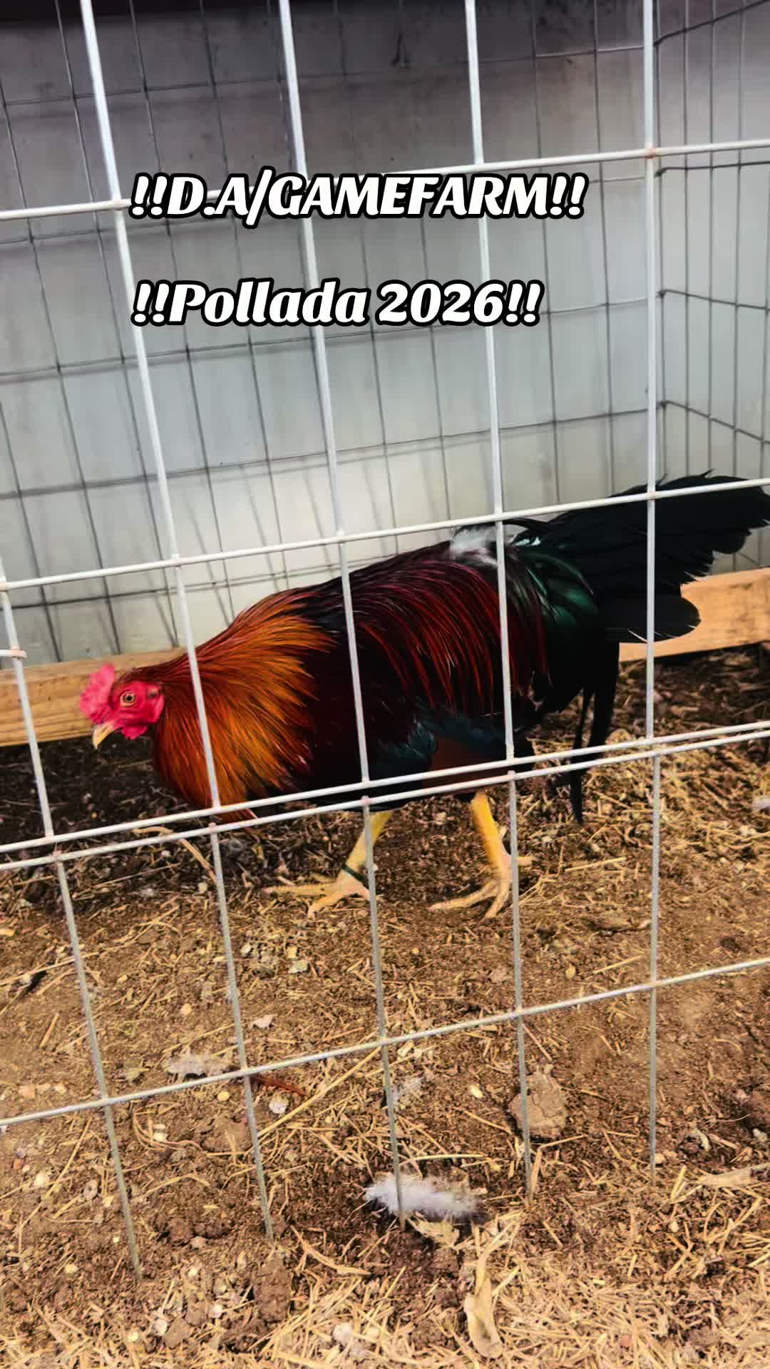 @DAgamefarm
