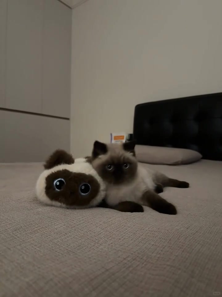 @Skibidi Cat