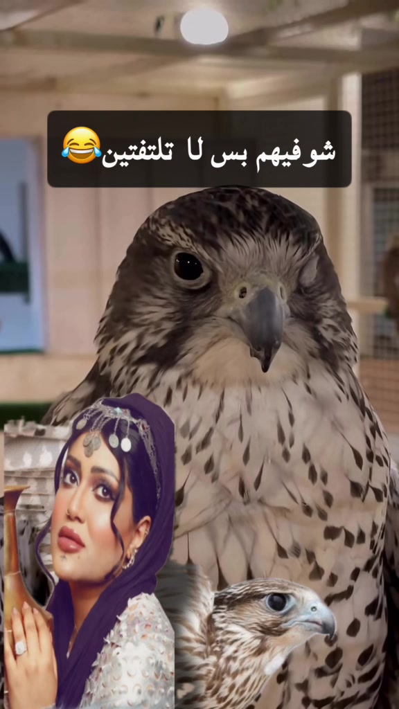 @الشيهانه لطيفه🪶🇸🇦