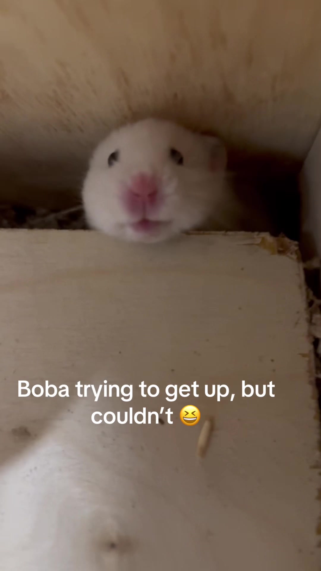 @Boba & Tofu