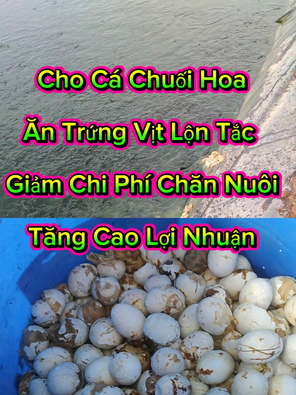 @Cá Chuối Hoa