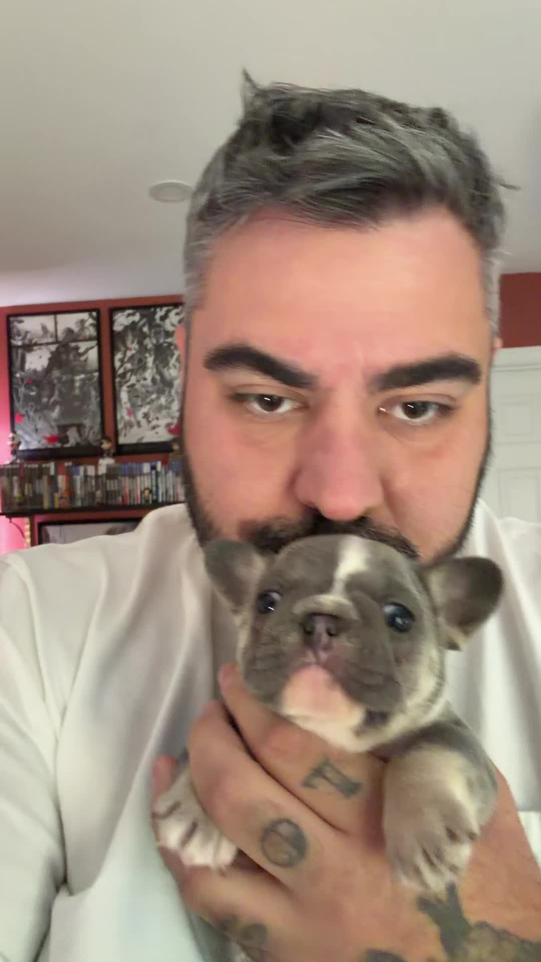 @Frenchiecvlt