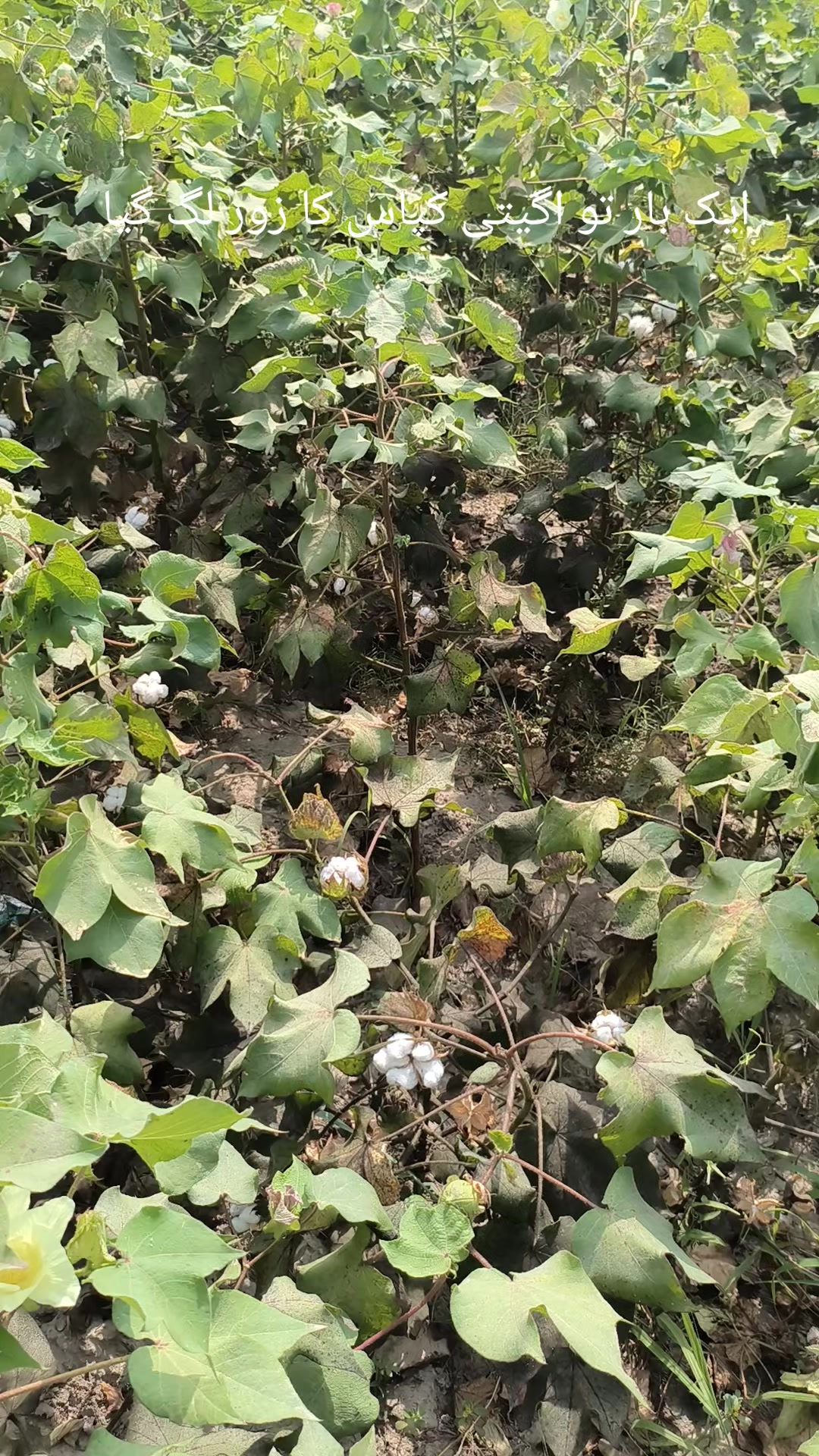 @Mr.Tori.Farming (pathologist)