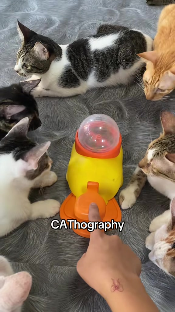 @CAThography