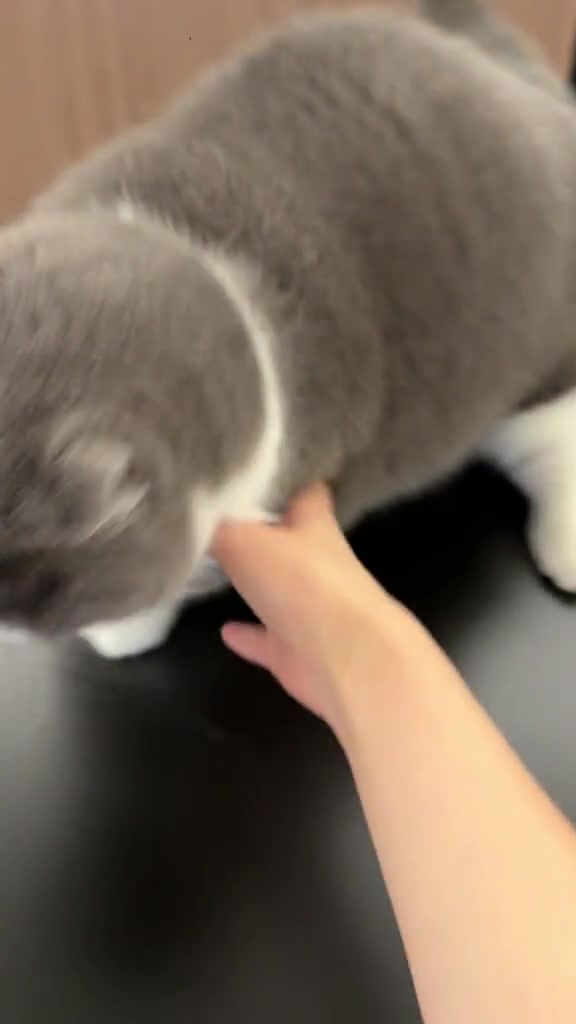 @Skibidi Cat
